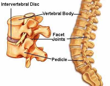 Spine Vertebral Body Total Therapy North Vancouver Physiotherapy Massage Therapy