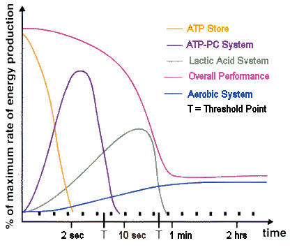 Energy System Total Therapy Physiotherapy Burnaby Vancouver