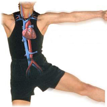 Cardiovascular Training