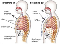 Breathing Exercise Clinical Counselling Total Therapy North Burnaby Metrotown Vancouver