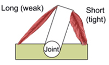 Muscle Imbalance Total Therapy Burnaby Physiotherapy Massage Therapy