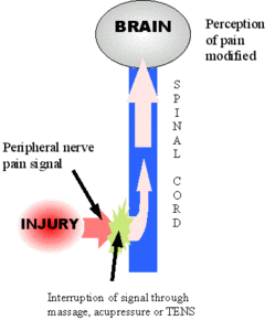 Pain_Gate_Theory