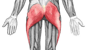 Gluteus_maximus-muscles