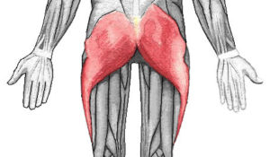 Gluteus_maximus-muscles